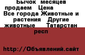 Бычок 6месяцев продаем › Цена ­ 20 000 - Все города Животные и растения » Другие животные   . Татарстан респ.